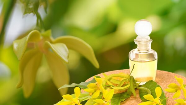 YLANG YLANG ESSENTIAL OIL