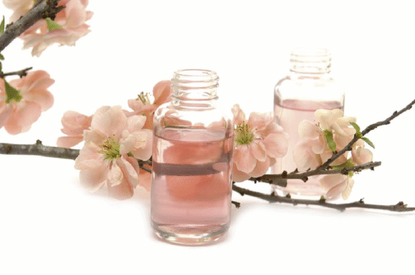 Japaness Cherry Blossom