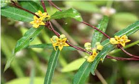 Sariva Extract WS